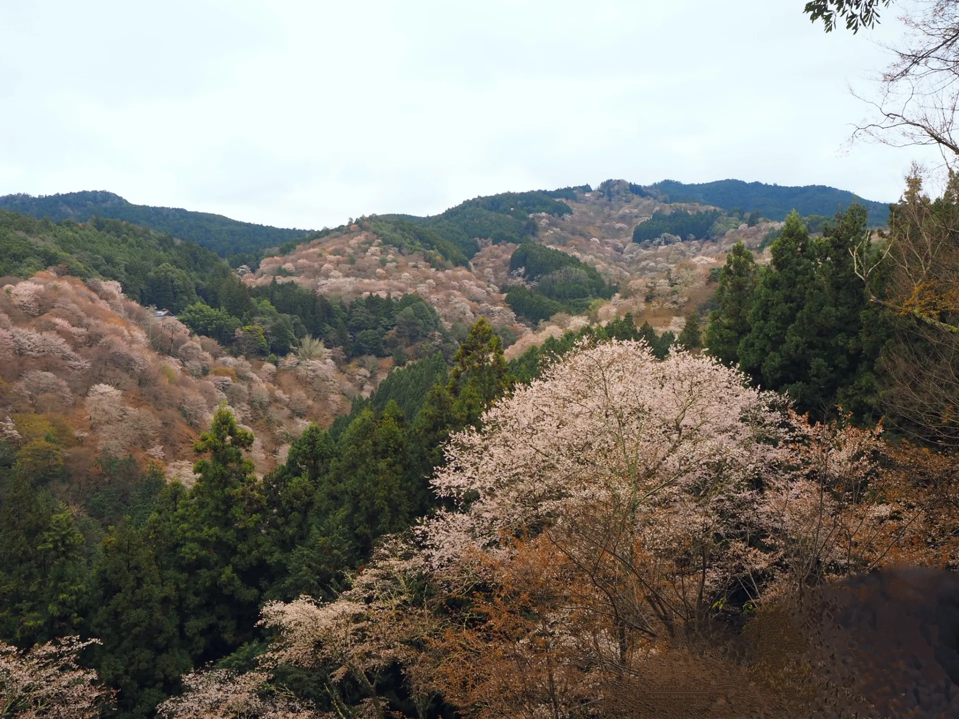 奈良、吉野山の桜